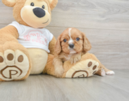 5 week old Cavalier King Charles Spaniel Puppy For Sale - Seaside Pups
