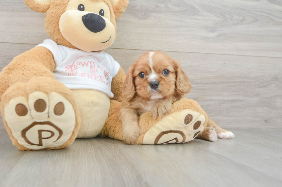 5 week old Cavalier King Charles Spaniel Puppy For Sale - Seaside Pups