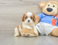 5 week old Cavalier King Charles Spaniel Puppy For Sale - Seaside Pups