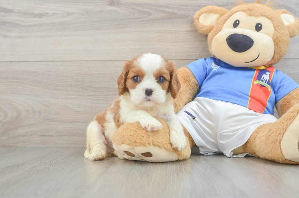 5 week old Cavalier King Charles Spaniel Puppy For Sale - Seaside Pups