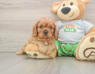 6 week old Cavalier King Charles Spaniel Puppy For Sale - Seaside Pups
