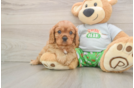 Cavalier King Charles Spaniel Puppy for Adoption
