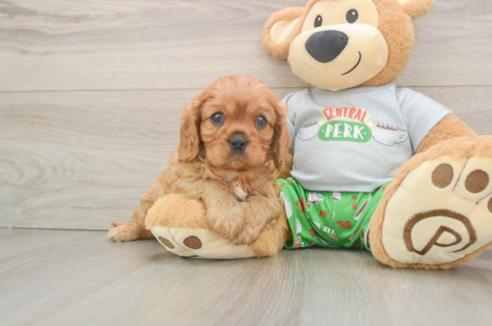 Cavalier King Charles Spaniel Puppy for Adoption