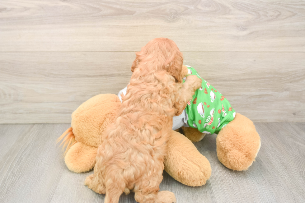 Best Cavalier King Charles Spaniel Baby