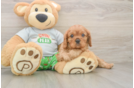 Friendly Cavalier King Charles Spaniel Purebred Pup