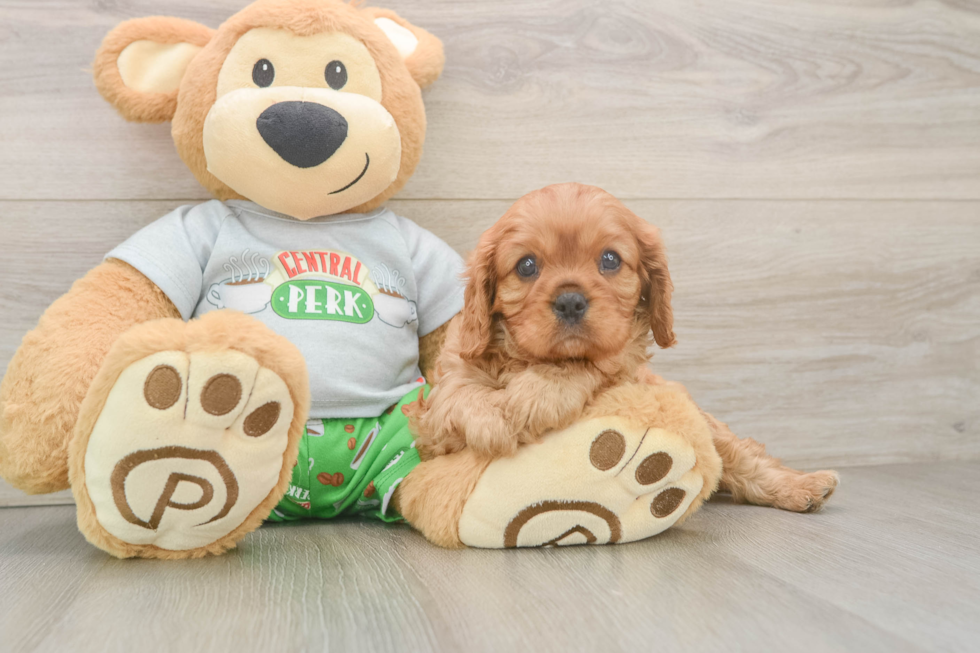Friendly Cavalier King Charles Spaniel Purebred Pup