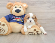 5 week old Cavalier King Charles Spaniel Puppy For Sale - Seaside Pups