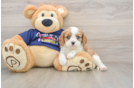 Cavalier King Charles Spaniel Puppy for Adoption