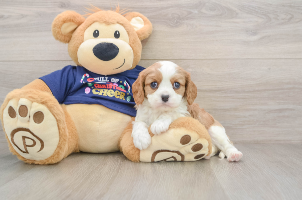 5 week old Cavalier King Charles Spaniel Puppy For Sale - Seaside Pups