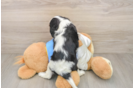 Cavalier King Charles Spaniel Puppy for Adoption