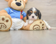 6 week old Cavalier King Charles Spaniel Puppy For Sale - Seaside Pups