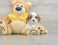 6 week old Cavalier King Charles Spaniel Puppy For Sale - Seaside Pups