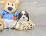 5 week old Cavalier King Charles Spaniel Puppy For Sale - Seaside Pups