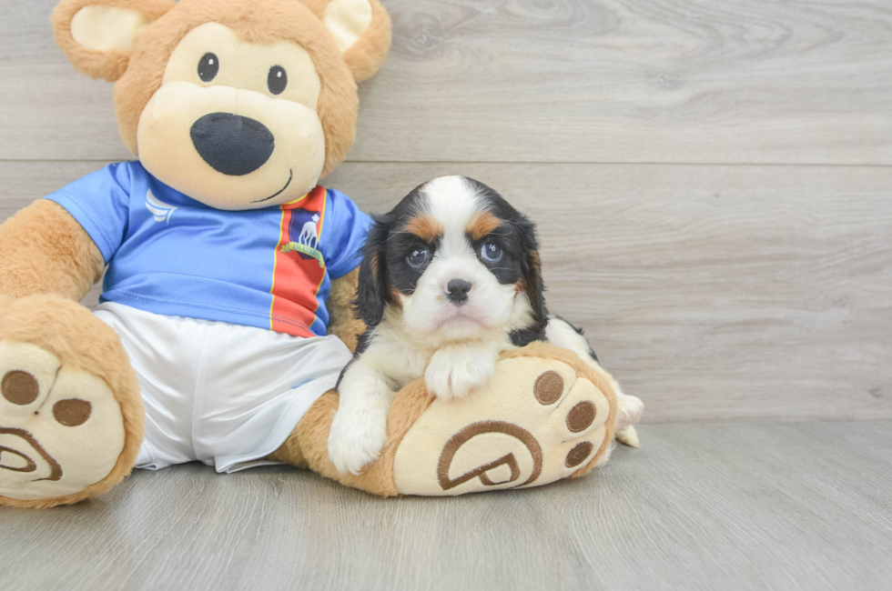 5 week old Cavalier King Charles Spaniel Puppy For Sale - Seaside Pups
