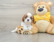 6 week old Cavalier King Charles Spaniel Puppy For Sale - Seaside Pups