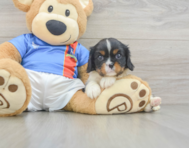 5 week old Cavalier King Charles Spaniel Puppy For Sale - Seaside Pups