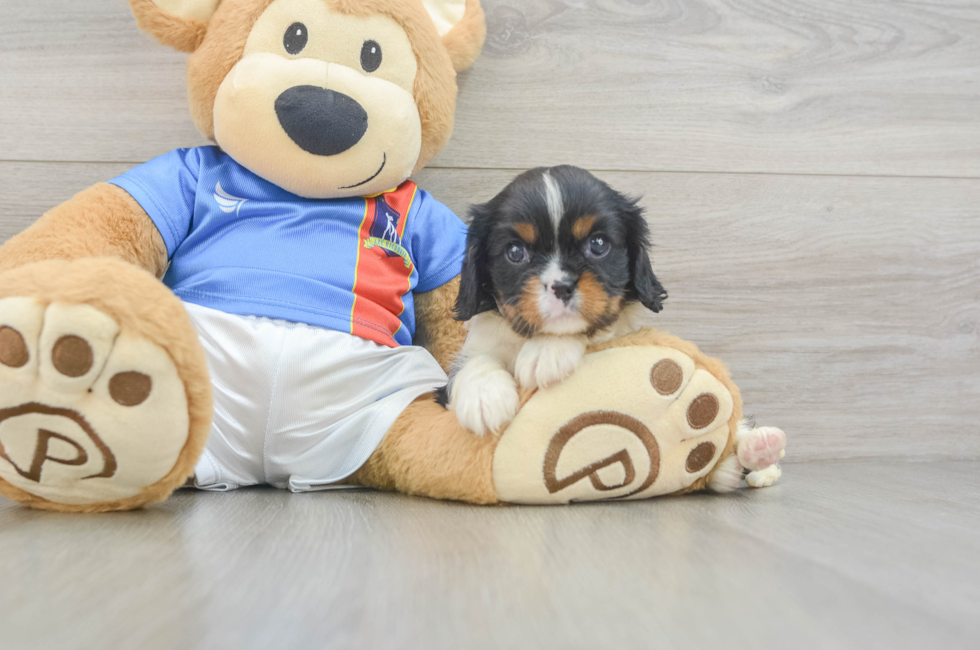 5 week old Cavalier King Charles Spaniel Puppy For Sale - Seaside Pups