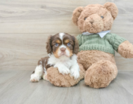 6 week old Cavalier King Charles Spaniel Puppy For Sale - Seaside Pups