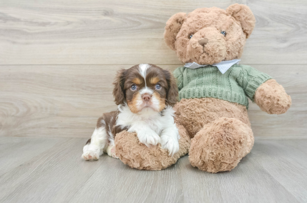 6 week old Cavalier King Charles Spaniel Puppy For Sale - Seaside Pups