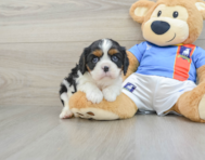 5 week old Cavalier King Charles Spaniel Puppy For Sale - Seaside Pups