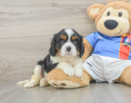 5 week old Cavalier King Charles Spaniel Puppy For Sale - Seaside Pups
