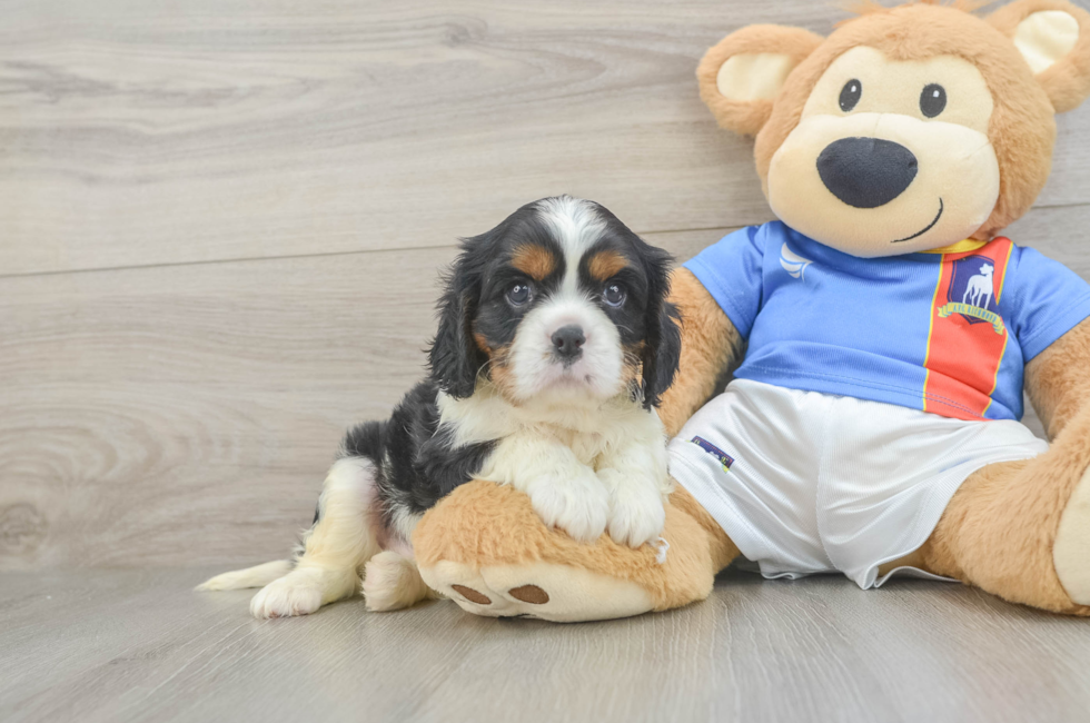 5 week old Cavalier King Charles Spaniel Puppy For Sale - Seaside Pups