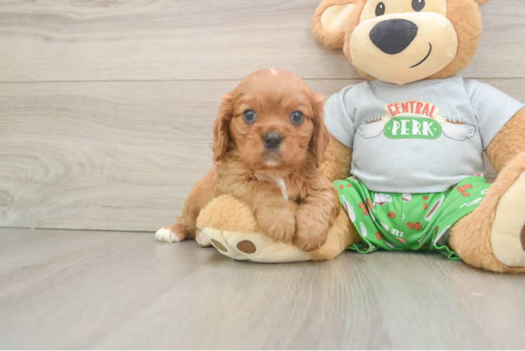 Playful Cavalier King Charles Spaniel Purebred Pup