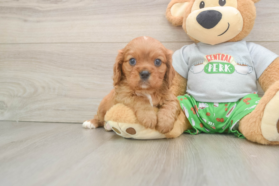 Playful Cavalier King Charles Spaniel Purebred Pup
