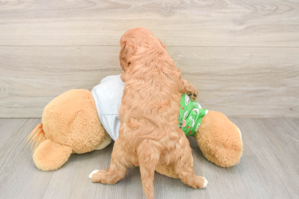 Cavalier King Charles Spaniel Puppy for Adoption