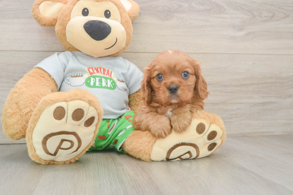 Little Cavalier King Charles Spaniel Baby