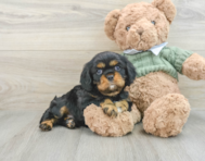 6 week old Cavalier King Charles Spaniel Puppy For Sale - Seaside Pups