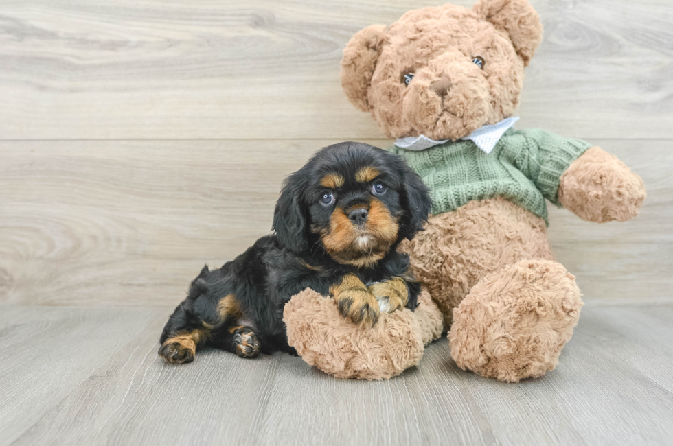 6 week old Cavalier King Charles Spaniel Puppy For Sale - Seaside Pups