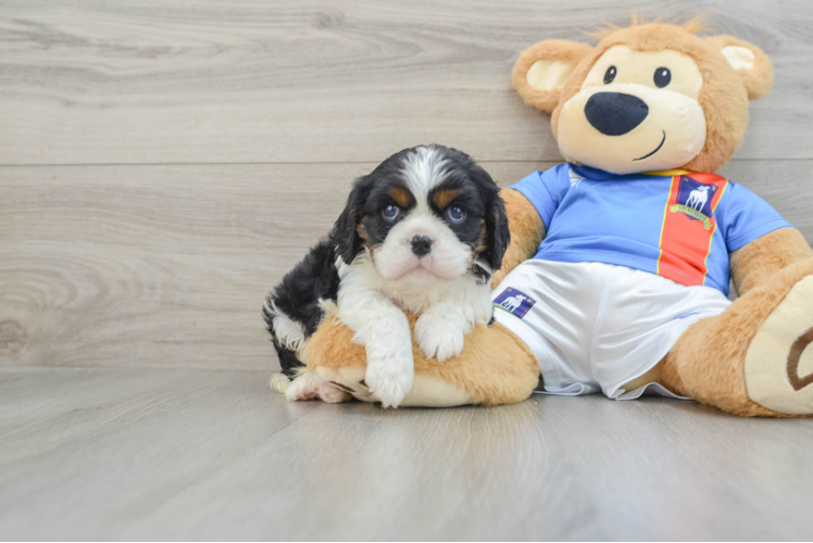 Best Cavalier King Charles Spaniel Baby