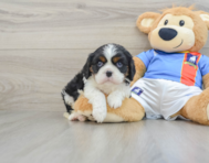 5 week old Cavalier King Charles Spaniel Puppy For Sale - Seaside Pups