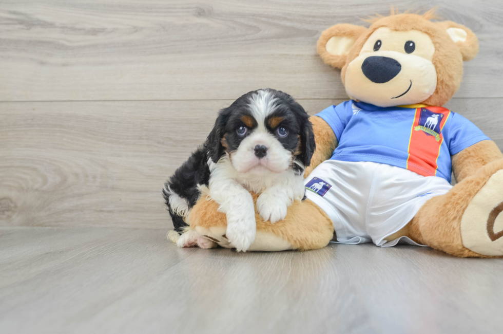 5 week old Cavalier King Charles Spaniel Puppy For Sale - Seaside Pups