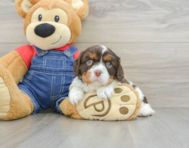 7 week old Cavalier King Charles Spaniel Puppy For Sale - Seaside Pups