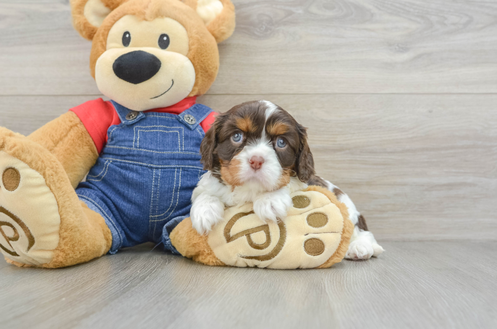 7 week old Cavalier King Charles Spaniel Puppy For Sale - Seaside Pups