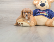5 week old Cavalier King Charles Spaniel Puppy For Sale - Seaside Pups