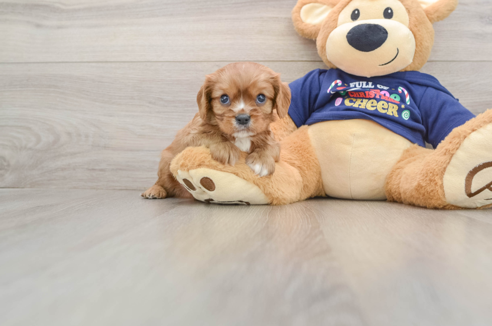 5 week old Cavalier King Charles Spaniel Puppy For Sale - Seaside Pups