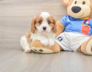 6 week old Cavalier King Charles Spaniel Puppy For Sale - Seaside Pups