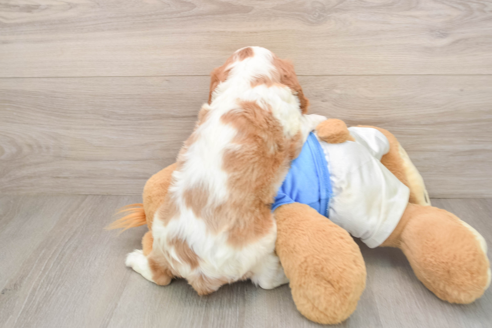 Best Cavalier King Charles Spaniel Baby