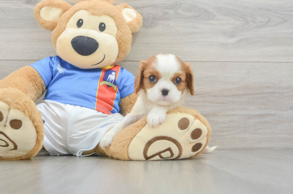 5 week old Cavalier King Charles Spaniel Puppy For Sale - Seaside Pups
