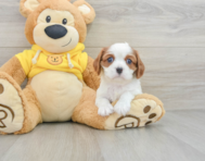 8 week old Cavalier King Charles Spaniel Puppy For Sale - Seaside Pups