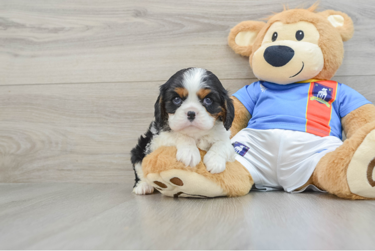 Hypoallergenic Cavalier King Charles Spaniel Purebred Pup