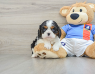 5 week old Cavalier King Charles Spaniel Puppy For Sale - Seaside Pups