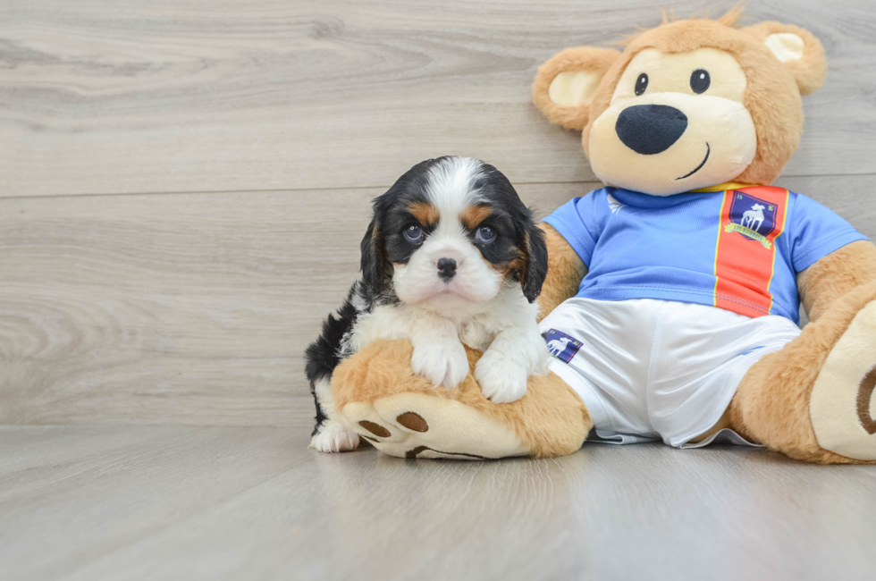 5 week old Cavalier King Charles Spaniel Puppy For Sale - Seaside Pups