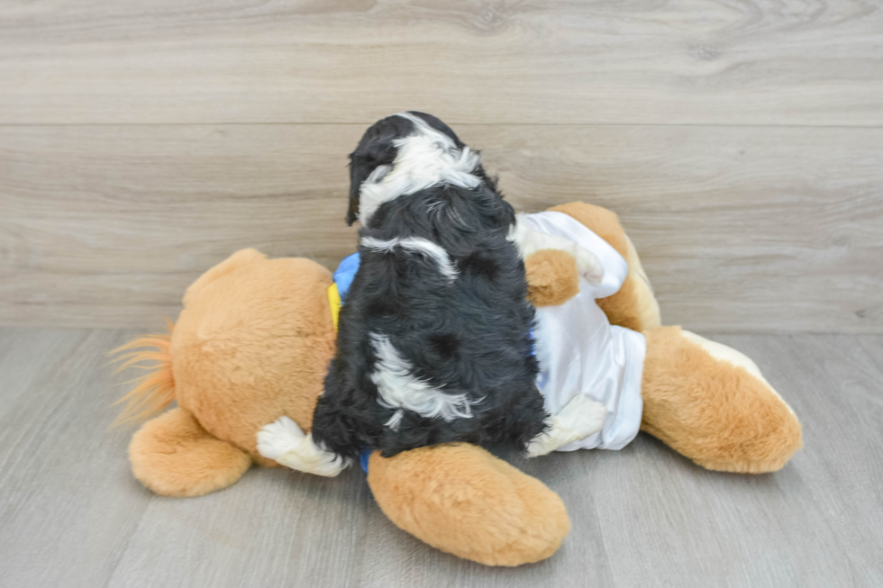 Hypoallergenic Cavalier King Charles Spaniel Baby