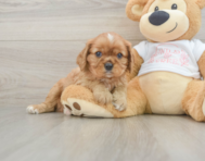 5 week old Cavalier King Charles Spaniel Puppy For Sale - Seaside Pups
