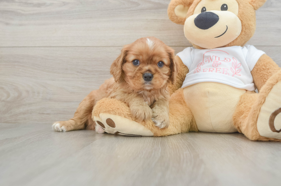 5 week old Cavalier King Charles Spaniel Puppy For Sale - Seaside Pups