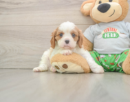 5 week old Cavalier King Charles Spaniel Puppy For Sale - Seaside Pups